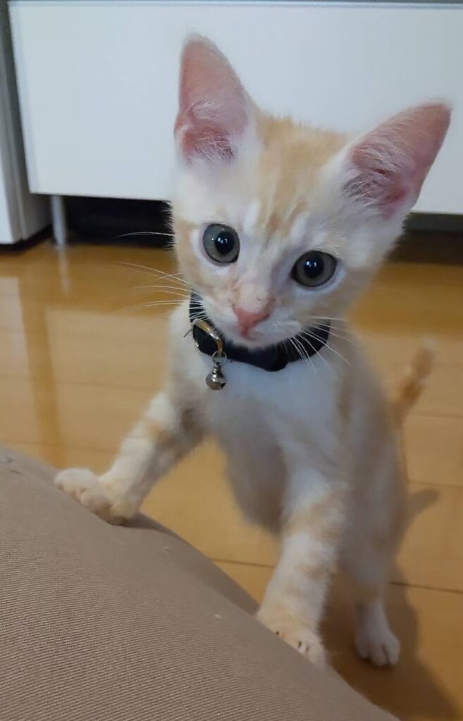 お迎え当初のまろさん、なんと800G！